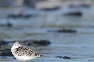 Sanderling (Calidris alba)