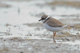 Sandregenpfeifer (Charadrius hiaticula)