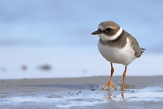 Sandregenpfeifer (Charadrius hiaticula)
