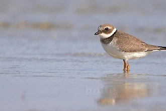 Sandregenpfeifer (Charadrius hiaticula)