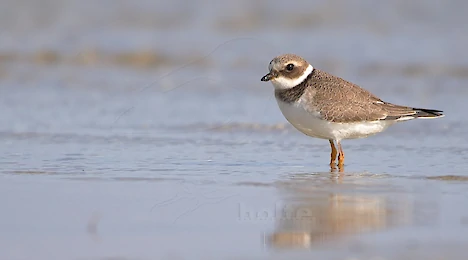 Waders