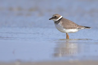 Sandregenpfeifer (Charadrius hiaticula)