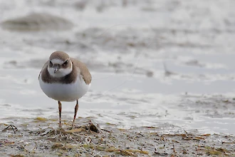 Sandregenpfeifer (Charadrius hiaticula)