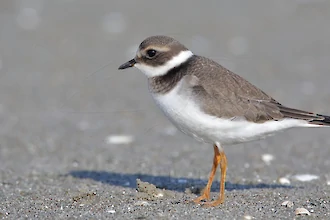 Sandregenpfeifer (Charadrius hiaticula)
