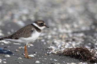 Sandregenpfeifer (Charadrius hiaticula)