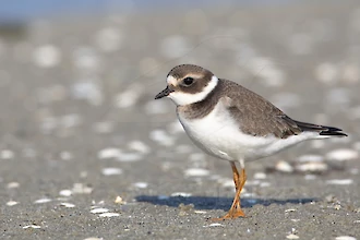 Sandregenpfeifer (Charadrius hiaticula)