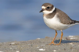 Sandregenpfeifer (Charadrius hiaticula)