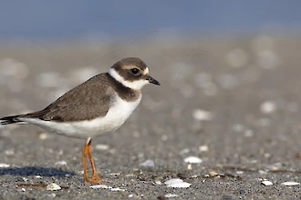 Sandregenpfeifer (Charadrius hiaticula)