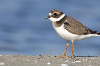 Sandregenpfeifer (Charadrius hiaticula)
