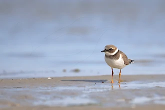 Sandregenpfeifer (Charadrius hiaticula)