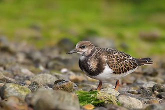 Steinwaelzer (Arenaria interpres)