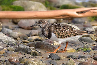 Steinwaelzer (Arenaria interpres)