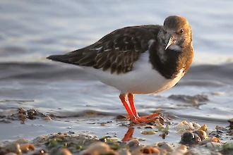 Steinwälzer (Arenaria interpres)