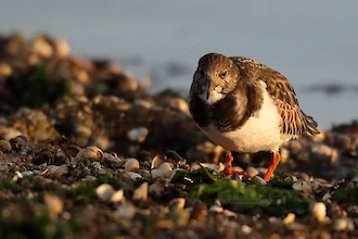 Steinwälzer (Arenaria interpres)