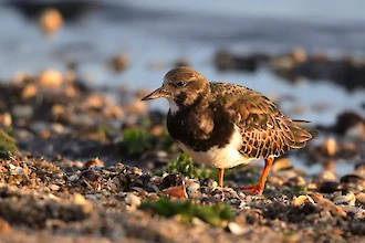 Steinwälzer (Arenaria interpres)