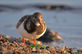 Steinwälzer (Arenaria interpres)