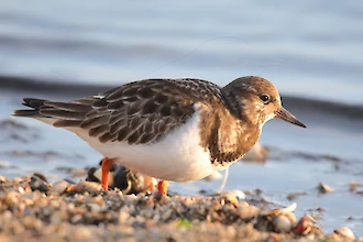 Steinwälzer (Arenaria interpres)