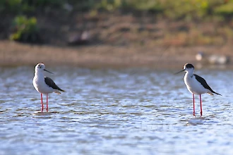 Stelzenläufer (Himantopus himantopus)
