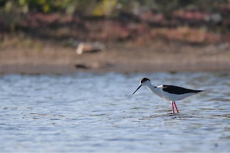 Stelzenläufer (Himantopus himantopus)