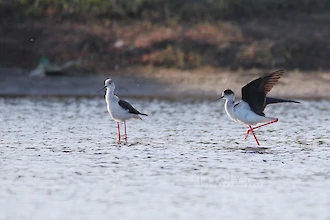 Stelzenläufer (Himantopus himantopus)