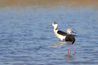Stelzenläufer (Himantopus himantopus)