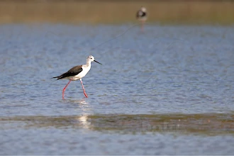 Stelzenläufer (Himantopus himantopus)