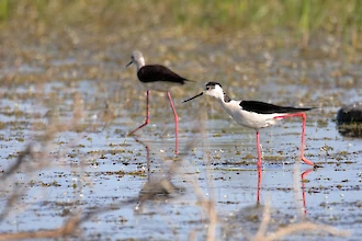 Stelzenläufer (Himantopus himantopus)