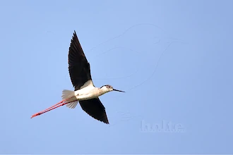 Stelzenläufer (Himantopus himantopus)