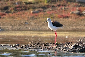 Stelzenläufer (Himantopus himantopus)