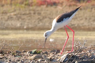Stelzenläufer (Himantopus himantopus)
