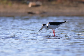 Stelzenläufer (Himantopus himantopus)