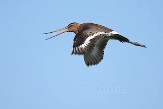 Uferschnepfe (Limosa limosa)