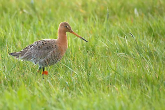 Uferschnepfe (Limosa limosa)