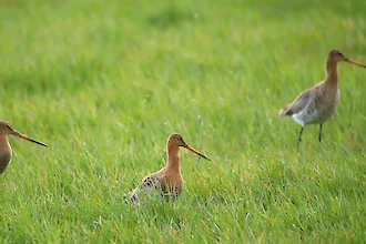 Uferschnepfe (Limosa limosa)