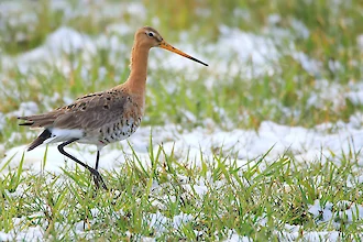 Uferschnepfe (Limosa limosa)