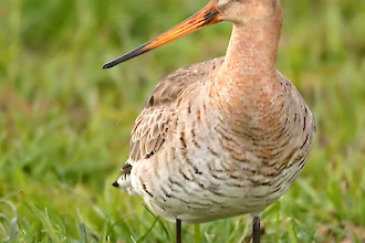 Uferschnepfe (Limosa limosa)