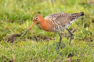 Uferschnepfe (Limosa limosa)