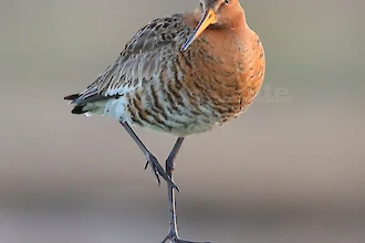 Uferschnepfe (Limosa limosa)