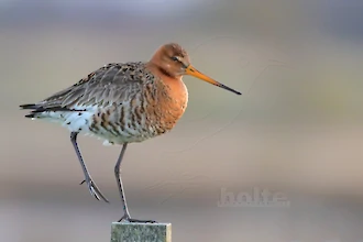 Uferschnepfe (Limosa limosa)