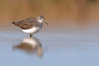 Waldwasserlaeufer (Tringa ochropus)