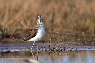 Waldwasserlaeufer (Tringa ochropus)