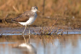 Waldwasserlaeufer (Tringa ochropus)