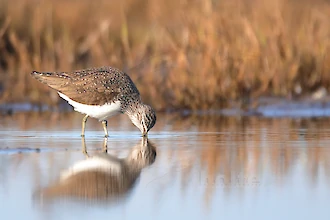 Waldwasserlaeufer (Tringa ochropus)