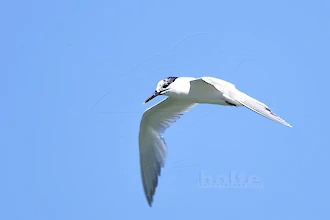 Brandseeschwalbe (Thalasseus sandvicensis)