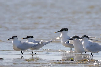 Brandseeschwalbe (Thalasseus sandvicensis)