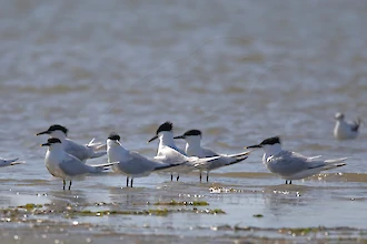 Brandseeschwalbe (Thalasseus sandvicensis)