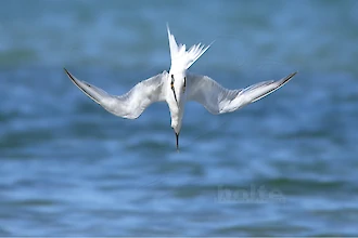 Brandseeschwalbe (Thalasseus sandvicensis)