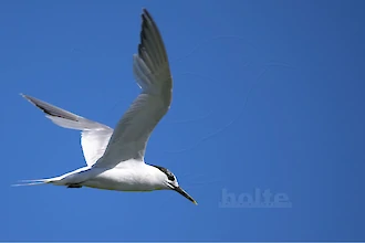Brandseeschwalbe (Thalasseus sandvicensis)