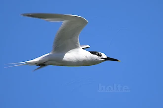 Brandseeschwalbe (Thalasseus sandvicensis)