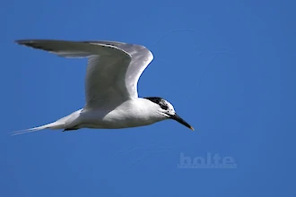 Brandseeschwalbe (Thalasseus sandvicensis)